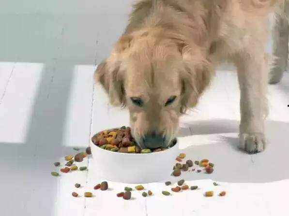 胖犬来爆料最新一期,最新一期节目幕后花絮大曝光！  第2张